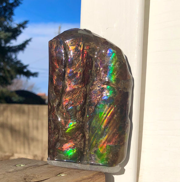 AF-63  Canadian Ammolite Bacculite Fossil 2 Pieces Baculites　バキュライト　アンモライト Baculite Free Shipping!!