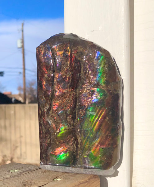 AF-63  Canadian Ammolite Bacculite Fossil 2 Pieces Baculites　バキュライト　アンモライト Baculite Free Shipping!!