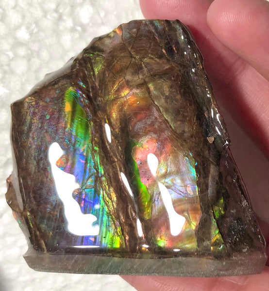 AF-63  Canadian Ammolite Bacculite Fossil 2 Pieces Baculites　バキュライト　アンモライト Baculite Free Shipping!!