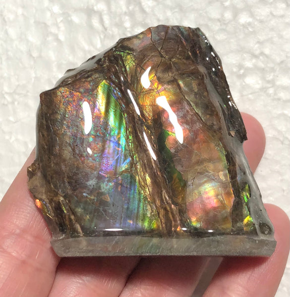 AF-63  Canadian Ammolite Bacculite Fossil 2 Pieces Baculites　バキュライト　アンモライト Baculite Free Shipping!!