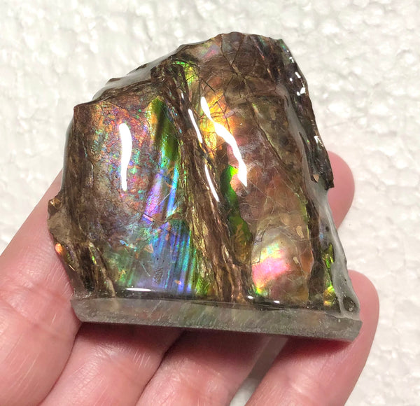 AF-63  Canadian Ammolite Bacculite Fossil 2 Pieces Baculites　バキュライト　アンモライト Baculite Free Shipping!!