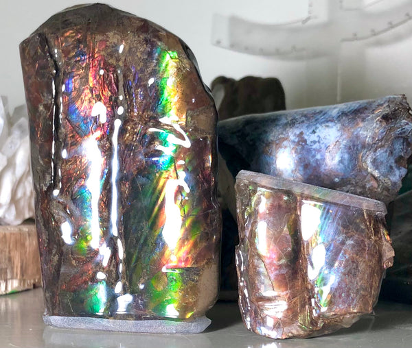 AF-63  Canadian Ammolite Bacculite Fossil 2 Pieces Baculites　バキュライト　アンモライト Baculite Free Shipping!!