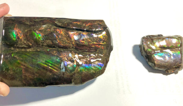 AF-63  Canadian Ammolite Bacculite Fossil 2 Pieces Baculites　バキュライト　アンモライト Baculite Free Shipping!!