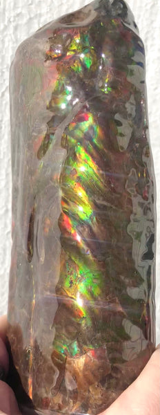 AF-64  Canadian Ammolite Bacculite Fossil  Piece Baculites　バキュライト　アンモライト Baculite Free Shipping!!