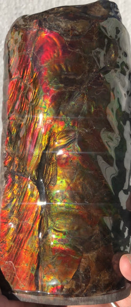 AF-64  Canadian Ammolite Bacculite Fossil  Piece Baculites　バキュライト　アンモライト Baculite Free Shipping!!