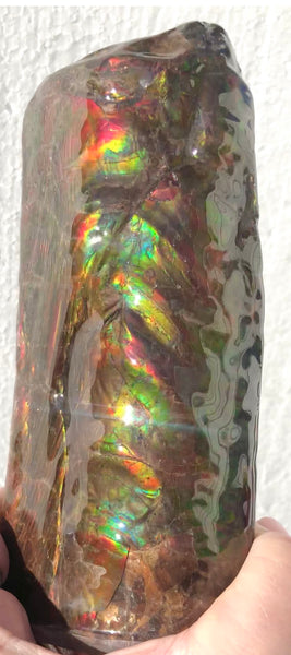 AF-64  Canadian Ammolite Bacculite Fossil  Piece Baculites　バキュライト　アンモライト Baculite Free Shipping!!