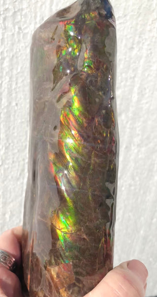 AF-64  Canadian Ammolite Bacculite Fossil  Piece Baculites　バキュライト　アンモライト Baculite Free Shipping!!