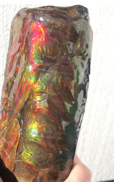 AF-64  Canadian Ammolite Bacculite Fossil  Piece Baculites　バキュライト　アンモライト Baculite Free Shipping!!
