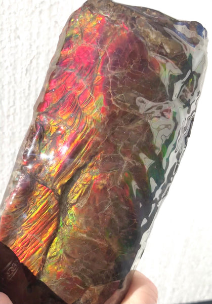 AF-64  Canadian Ammolite Bacculite Fossil  Piece Baculites　バキュライト　アンモライト Baculite Free Shipping!!
