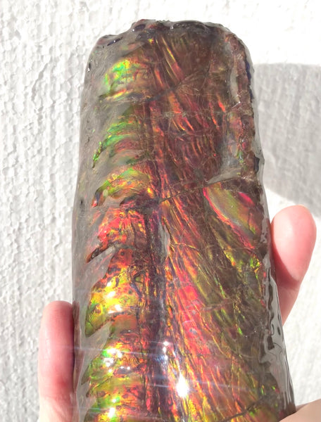 AF-64  Canadian Ammolite Bacculite Fossil  Piece Baculites　バキュライト　アンモライト Baculite Free Shipping!!
