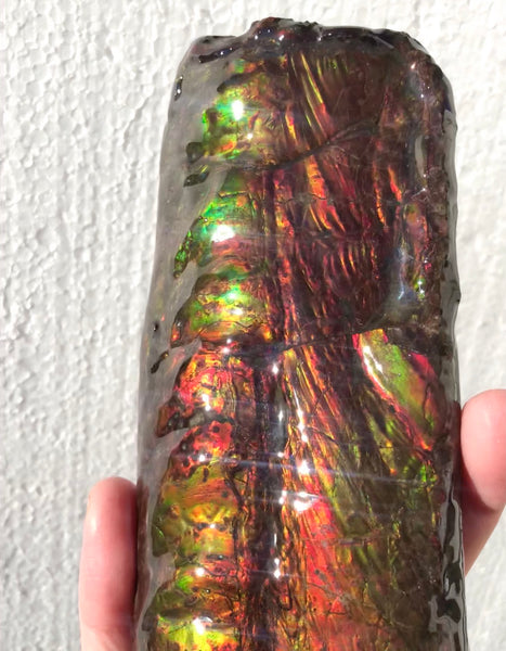 AF-64  Canadian Ammolite Bacculite Fossil  Piece Baculites　バキュライト　アンモライト Baculite Free Shipping!!