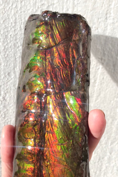 AF-64  Canadian Ammolite Bacculite Fossil  Piece Baculites　バキュライト　アンモライト Baculite Free Shipping!!
