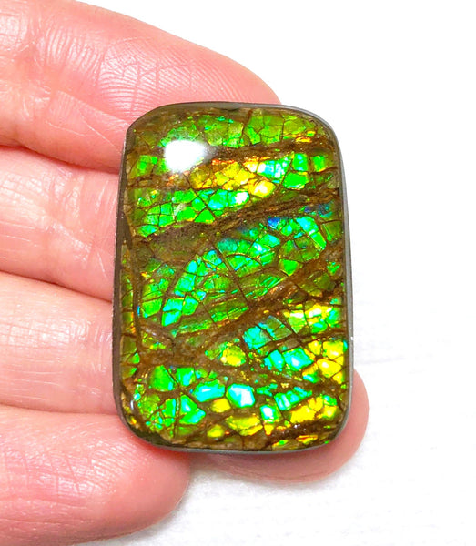 29x 20  mm Coated Free Form Dragonskin - FFC91   - アンモライト　ルース　