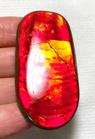 52x 26  mm Coated Free Form Dragonskin - FFC90   - アンモライト　ルース　