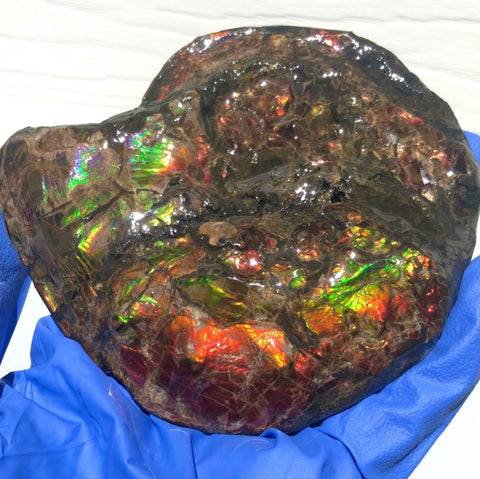 Ammolite Placenticeras Intercalare  120x96mm ***Free Shipping***  AF-71  Ammolite  Ammonite Fossil