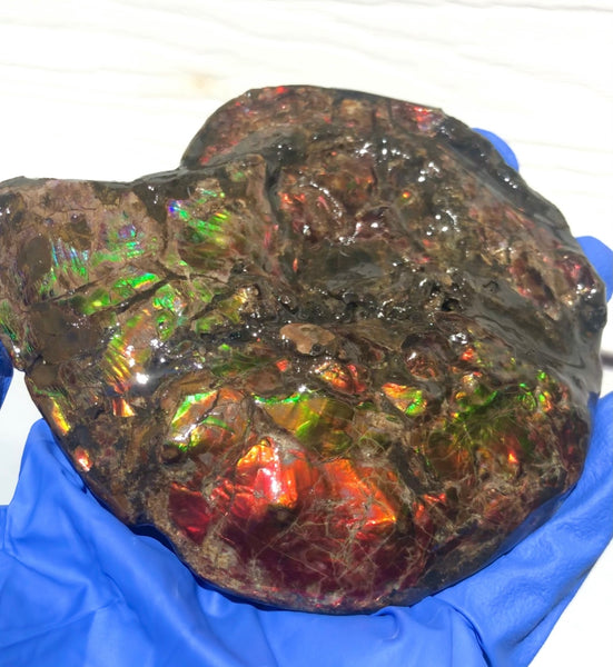 Ammolite Placenticeras Intercalare  120x96mm ***Free Shipping***  AF-71  Ammolite  Ammonite Fossil