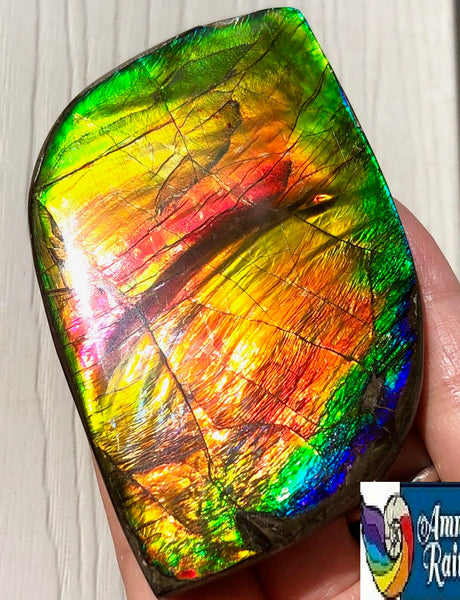 Super Flash  XL! 95x59x10 mm  TOP Grade Natural  Free Form . FFNT 133  Ammolite  Free Shipping! ナチュラル　ルース　アンモライト 送料無料！