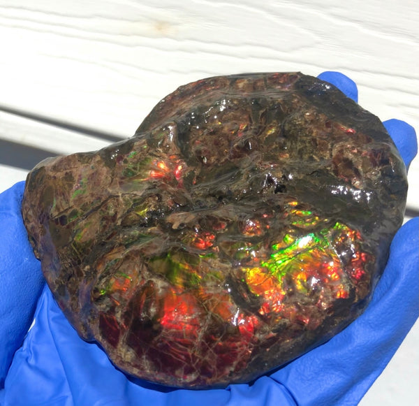 Ammolite Placenticeras Intercalare  120x96mm ***Free Shipping***  AF-71  Ammolite  Ammonite Fossil