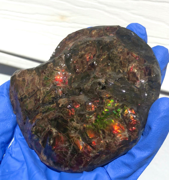 Ammolite Placenticeras Intercalare  120x96mm ***Free Shipping***  AF-71  Ammolite  Ammonite Fossil