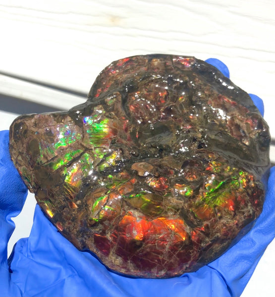 Ammolite Placenticeras Intercalare  120x96mm ***Free Shipping***  AF-71  Ammolite  Ammonite Fossil