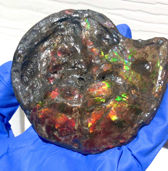 Ammolite Placenticeras Intercalare  120x96mm ***Free Shipping***  AF-71  Ammolite  Ammonite Fossil