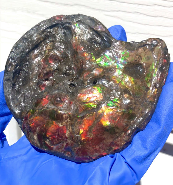 Ammolite Placenticeras Intercalare  120x96mm ***Free Shipping***  AF-71  Ammolite  Ammonite Fossil