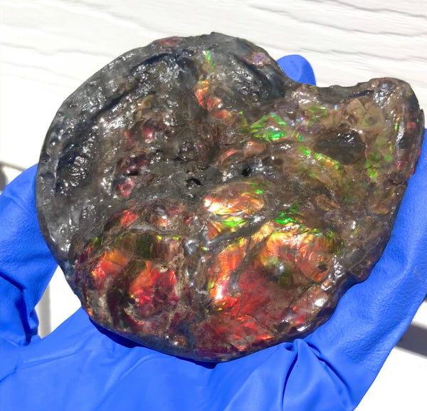 Ammolite Placenticeras Intercalare  120x96mm ***Free Shipping***  AF-71  Ammolite  Ammonite Fossil