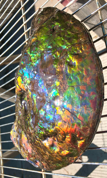 Make an offer! 価格交渉セール 90% Ammonite Fossil - Costatum Double sided アンモナイト化石　コスタータム　両面　アンモライトほぼ完全体 斑彩石AF-73 FREE SHIPPING