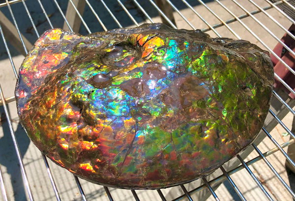 Make an offer! 価格交渉セール 90% Ammonite Fossil - Costatum Double sided アンモナイト化石　コスタータム　両面　アンモライトほぼ完全体 斑彩石AF-73 FREE SHIPPING