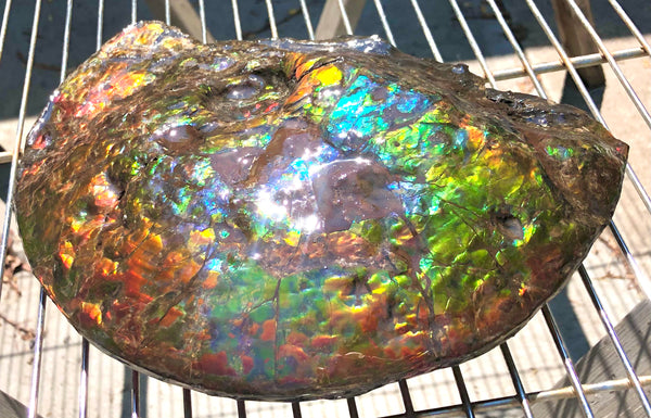 Make an offer! 価格交渉セール 90% Ammonite Fossil - Costatum Double sided アンモナイト化石　コスタータム　両面　アンモライトほぼ完全体 斑彩石AF-73 FREE SHIPPING