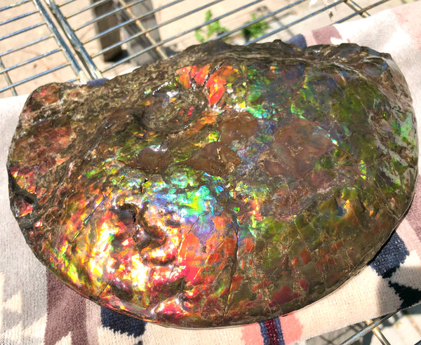 Make an offer! 価格交渉セール 90% Ammonite Fossil - Costatum Double sided アンモナイト化石　コスタータム　両面　アンモライトほぼ完全体 斑彩石AF-73 FREE SHIPPING
