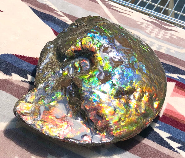 Make an offer! 価格交渉セール 90% Ammonite Fossil - Costatum Double sided アンモナイト化石　コスタータム　両面　アンモライトほぼ完全体 斑彩石AF-73 FREE SHIPPING