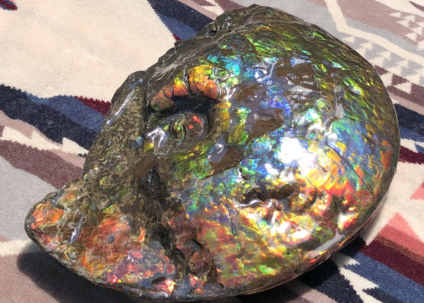 Make an offer! 価格交渉セール 90% Ammonite Fossil - Costatum Double sided アンモナイト化石　コスタータム　両面　アンモライトほぼ完全体 斑彩石AF-73 FREE SHIPPING