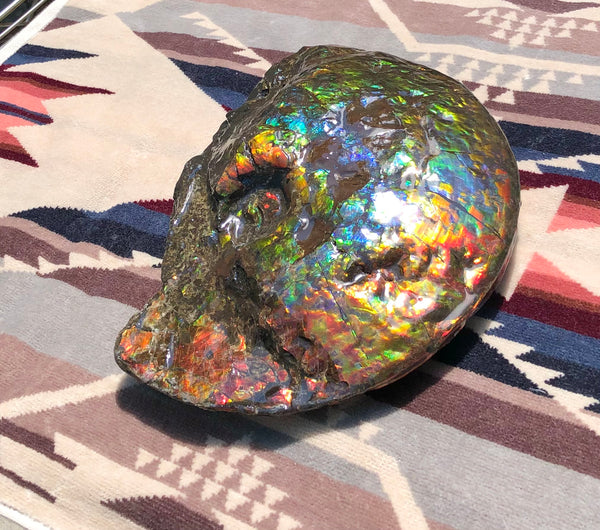 Make an offer! 価格交渉セール 90% Ammonite Fossil - Costatum Double sided アンモナイト化石　コスタータム　両面　アンモライトほぼ完全体 斑彩石AF-73 FREE SHIPPING