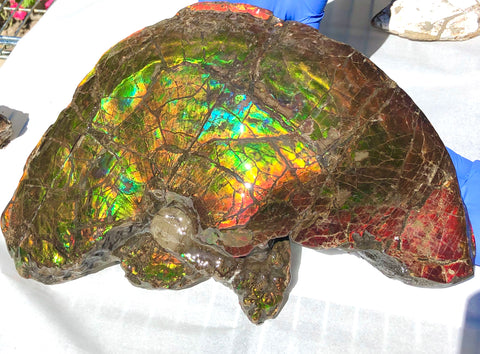 Amazing "Mama and Baby"  Placenticeras Ammonite Costatum Beauty. AF-52 **Free Shipping!**