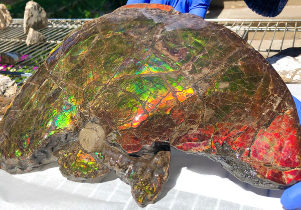 Amazing "Mama and Baby"  Placenticeras Ammonite Costatum Beauty. AF-52 **Free Shipping!**