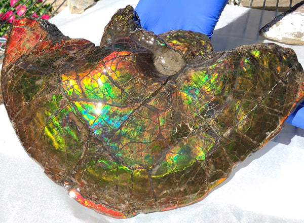 Amazing "Mama and Baby"  Placenticeras Ammonite Costatum Beauty. AF-52 **Free Shipping!**