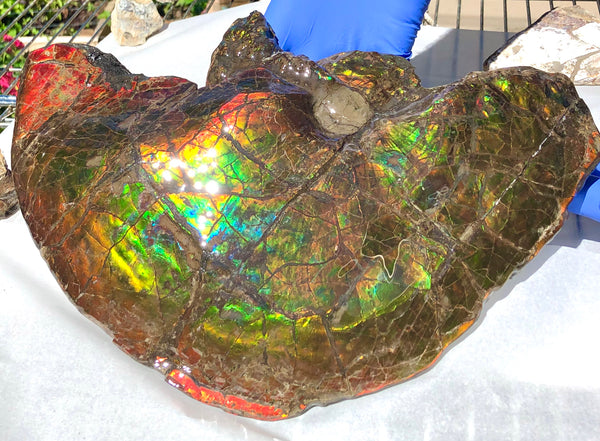 Amazing "Mama and Baby"  Placenticeras Ammonite Costatum Beauty. AF-52 **Free Shipping!**