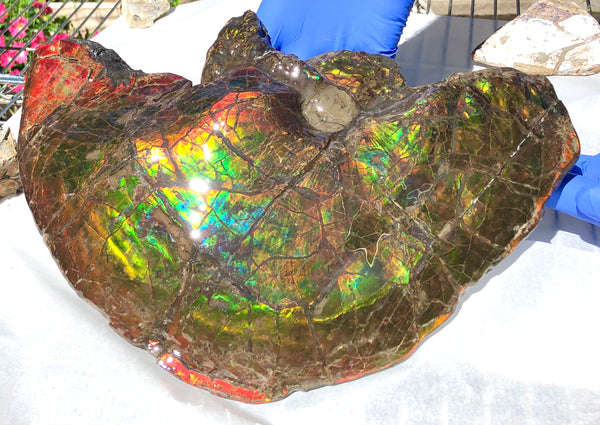 Amazing "Mama and Baby"  Placenticeras Ammonite Costatum Beauty. AF-52 **Free Shipping!**