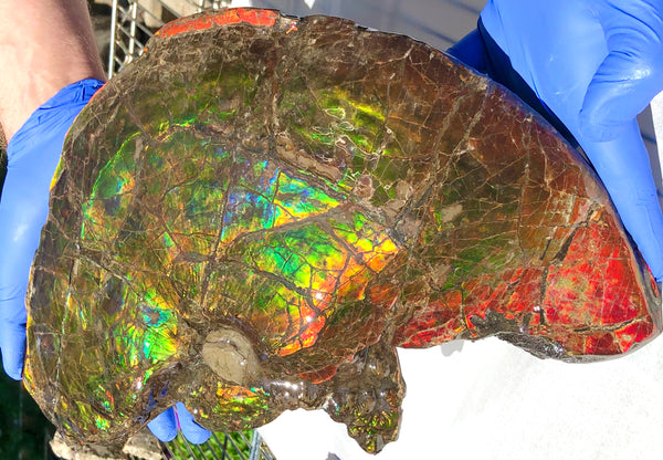 Amazing "Mama and Baby"  Placenticeras Ammonite Costatum Beauty. AF-52 **Free Shipping!**