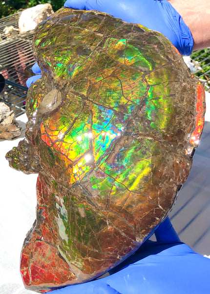 Amazing "Mama and Baby"  Placenticeras Ammonite Costatum Beauty. AF-52 **Free Shipping!**