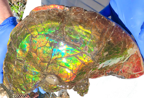 Amazing "Mama and Baby"  Placenticeras Ammonite Costatum Beauty. AF-52 **Free Shipping!**