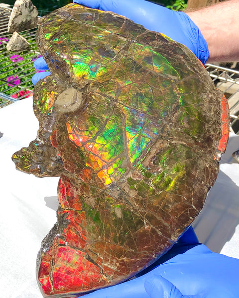 Amazing "Mama and Baby"  Placenticeras Ammonite Costatum Beauty. AF-52 **Free Shipping!**