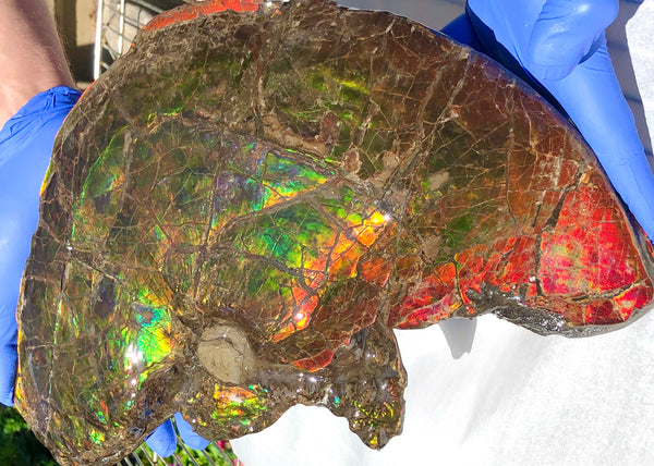 Amazing "Mama and Baby"  Placenticeras Ammonite Costatum Beauty. AF-52 **Free Shipping!**