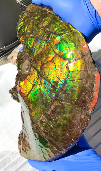 Amazing "Mama and Baby"  Placenticeras Ammonite Costatum Beauty. AF-52 **Free Shipping!**