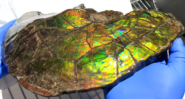 Amazing "Mama and Baby"  Placenticeras Ammonite Costatum Beauty. AF-52 **Free Shipping!**