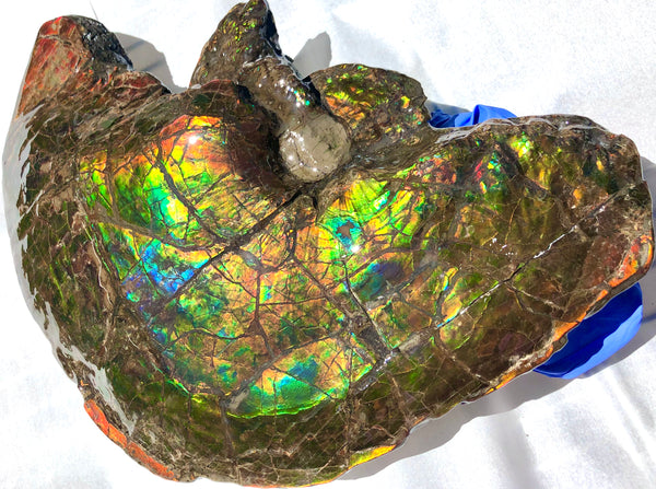 Amazing "Mama and Baby"  Placenticeras Ammonite Costatum Beauty. AF-52 **Free Shipping!**