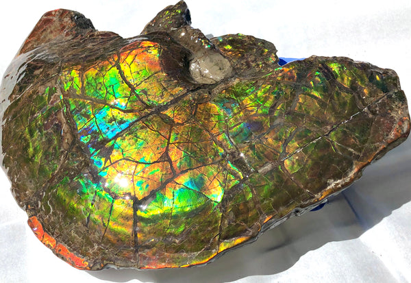 Amazing "Mama and Baby"  Placenticeras Ammonite Costatum Beauty. AF-52 **Free Shipping!**