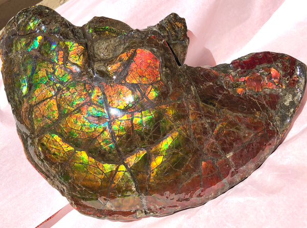 Amazing "Mama and Baby"  Placenticeras Ammonite Costatum Beauty. AF-52 **Free Shipping!**
