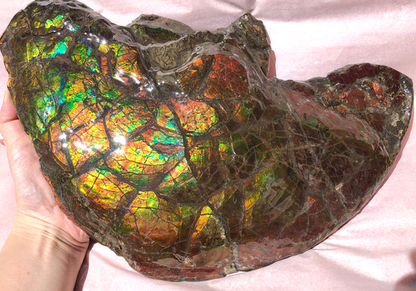 Amazing "Mama and Baby"  Placenticeras Ammonite Costatum Beauty. AF-52 **Free Shipping!**